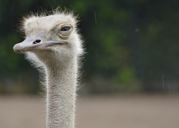 Veeam Backup Agent auf einem Linux-Server installieren